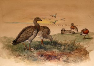 Husa popelavá (Chloephaga poliocephala), 1852-54